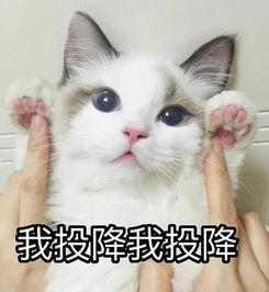 表情包 吃瓜 猫,萌态可掬，趣味横生