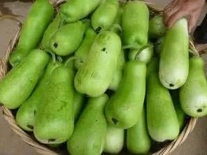 兔子可以吃葫芦瓜吗,葫芦瓜的适宜性探讨