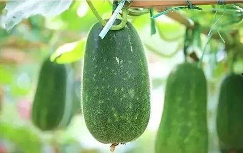 种子吃瓜,一场吃瓜引发的奇幻之旅