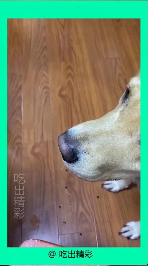 狗狗吃瓜会不会吐,狗狗吃瓜吐了？揭秘瓜类对狗狗的影响