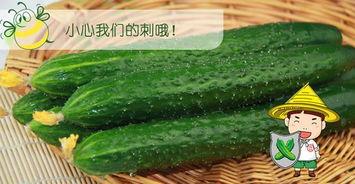 哪里有黄色瓜吃