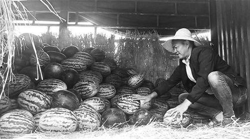 孟州吃瓜群众,吃瓜群众的热议焦点