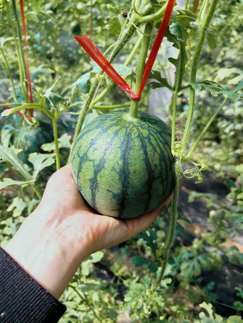 人类早期吃瓜,从原始果腹到文化象征的演变