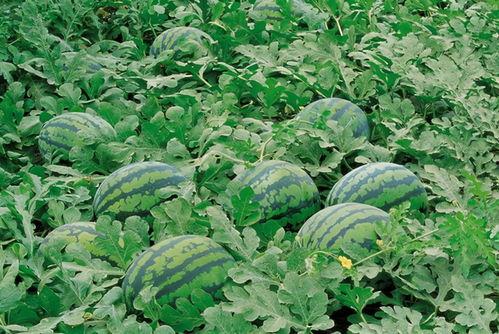 吃瓜周立珊群,网络热议背后的真相与反思