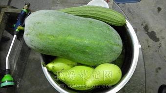 年前专业训练吃瓜,揭秘专业训练中的吃瓜趣事