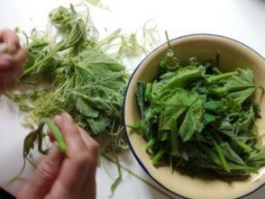 兰瓜头怎么吃,解锁夏日清新口感