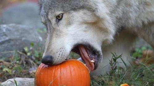 吃瓜的狼,揭秘神秘生物的神秘生活