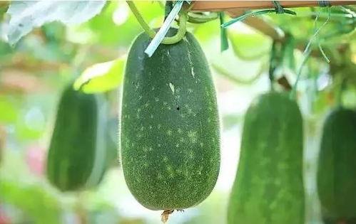 吃杏吃小瓜会有什么反应