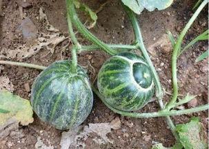 歪着身子吃瓜,品味生活百态