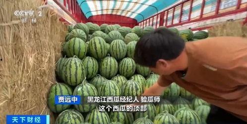 瓜师吃的啥,探寻瓜师餐桌上的美味佳肴