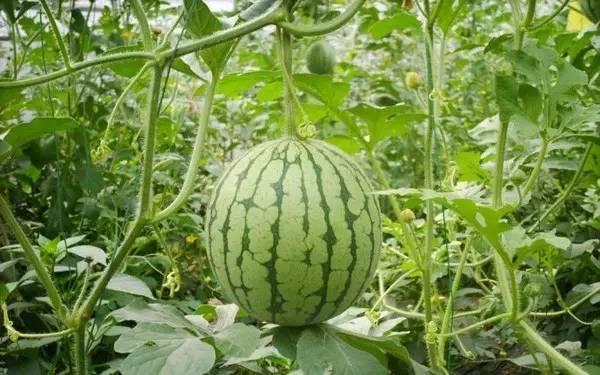 重庆公园吃瓜事件,一场意外引发的公共讨论风暴