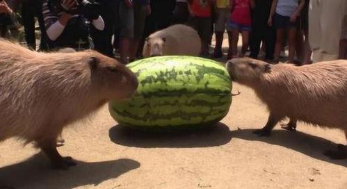 吃瓜的机器视频,视频背后的科技与娱乐魅力