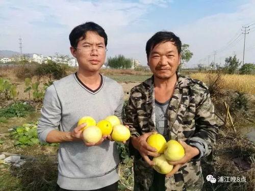 杨村吃瓜,揭秘乡村生活趣味瞬间