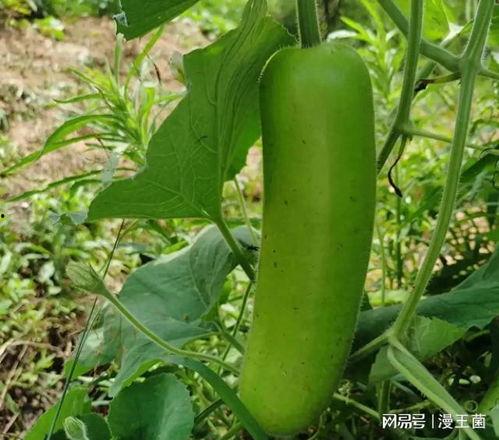 瓠子瓜怎么抄着吃,抄着吃的传统吃法揭秘