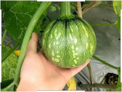 贵州财经天台吃瓜