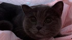 带你吃瓜之小猫,带你领略“小猫吃瓜”的趣味瞬间