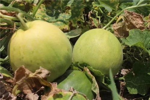 甜瓜吃瓜,夏日清凉好滋味