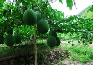 吃吊瓜容易胀气嘛,了解吊瓜是否容易导致胀气