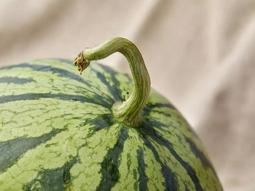 上海二院吃瓜,揭秘背后真相与争议