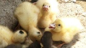 小鸭子吃瓜拉稀,探究瓜类对禽类健康的潜在影响