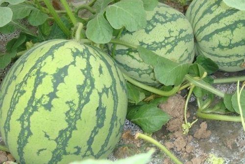 kpop吃瓜占卜壳,揭秘明星背后的神秘面纱