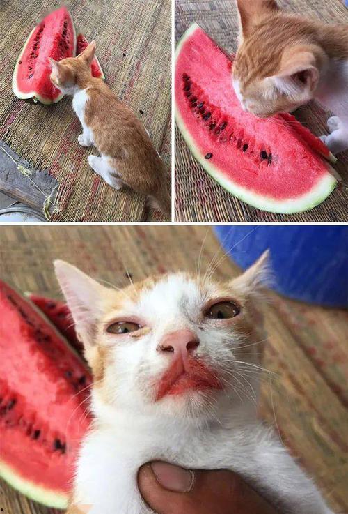 cat吃瓜,揭秘猫咪吃瓜背后的趣味与智慧