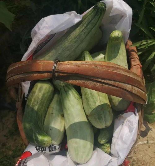 吃瓜带货违法嘛,法律边界与合规经营探讨