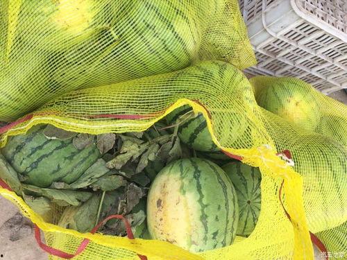 布车吃瓜,揭秘网络热词背后的文化现象