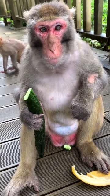 猴子的吃瓜,揭秘猴群中的欢乐时光