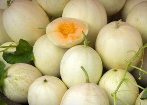 吃白兰瓜舌头出血,舌尖上的甜蜜与挑战