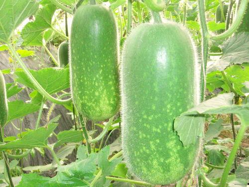 法考届吃瓜,吃瓜群众揭秘法律职业资格考试幕后故事