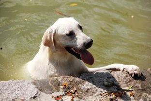 狗吃哈密瓜芯,哈密瓜芯的独特魅力