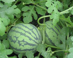 孕妇可以吃蓝瓜,营养美味两不误