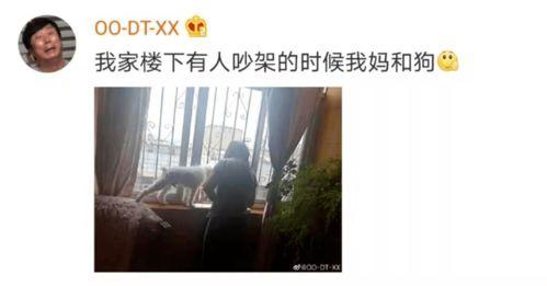 爬窗户吃瓜,揭秘爬窗户吃瓜的奇妙体验