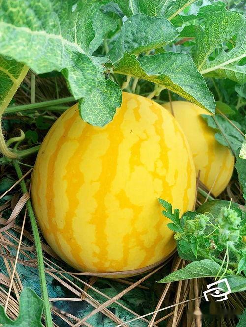 吃瓜啦下载,揭秘热门娱乐资讯的便捷通道