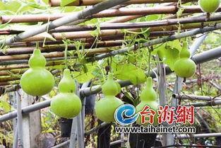 吃葫芦瓜过敏,揭秘过敏源与应对策略