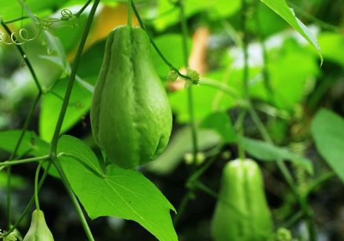 佛手瓜种子几月吃,佛手瓜种子最佳食用时间揭秘