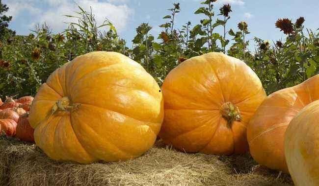 婴儿可以吃方瓜,方瓜营养食谱解析