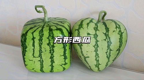 带你吃瓜奇葩西瓜