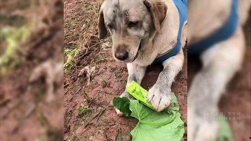 路边吃瓜的狗,见证人间百态的忠实伙伴