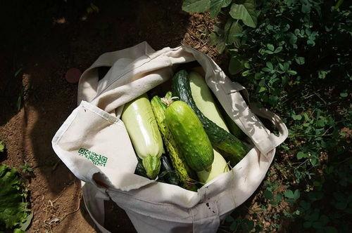 吃瓜功德宋如意,宋如意的瓜田奇遇记