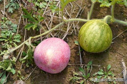 吃洋瓜会得癌吗,真相与误区解析