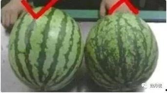 梦见自己吃黑皮瓜,揭秘黑皮瓜的神秘寓意