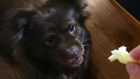 狗子吃瓜公众号,揭秘娱乐圈那些不为人知的幕后故事