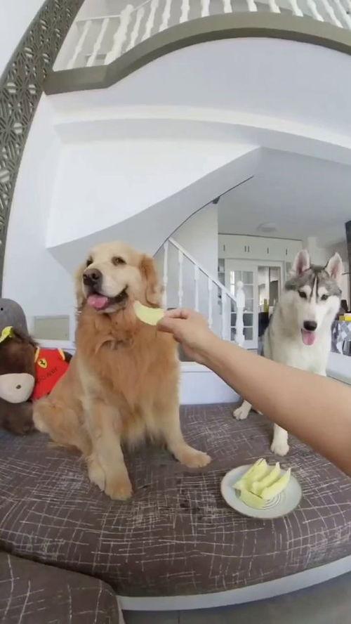 狗子吃瓜公众号,揭秘娱乐圈那些不为人知的幕后故事 第2张 狗子吃瓜公众号,揭秘娱乐圈那些不为人知的幕后故事 第2张