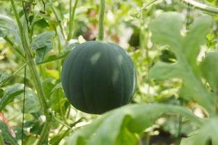 老墨带你吃瓜,尽享舌尖上的盛宴  第3张