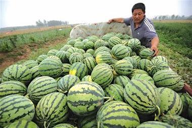 卖瓜妇女吃瓜视频大全,卖瓜妇女吃瓜视频大盘点  第3张