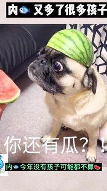 哈宝吃瓜群众,揭秘娱乐圈幕后风云  第3张