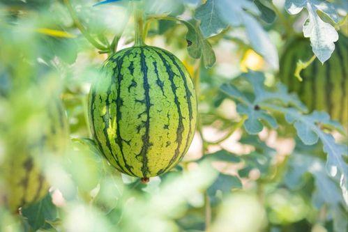 吃瓜的好地方  第2张