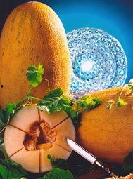 冬天可以吃隔夜哈密瓜吗,冬天食用隔夜哈密瓜的注意事项 第3张 冬天可以吃隔夜哈密瓜吗,冬天食用隔夜哈密瓜的注意事项 第3张